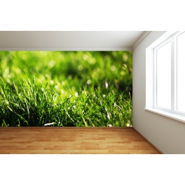 Grass Wallpaper